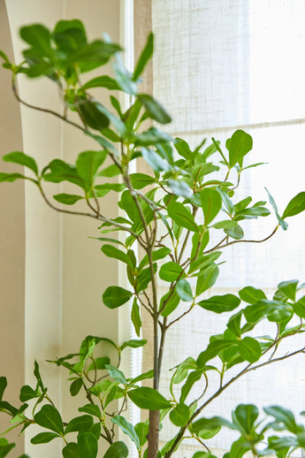 Une plante artificielle Terminalia Catappa de 150 cm, avec sa forme haute verte et ses larges feuilles, se dresse près d'une fenêtre lumineuse avec des rideaux translucides, laissant entrer la lumière naturelle dans la pièce.