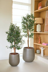 Deux plantes d'intérieur en pots aux feuilles vertes, dont un Olivier Artificiel 120 cm UV, se côtoient dans des pots gris près d'une bibliothèque en bois décorée d'objets décoratifs et d'une fenêtre recouverte d'un store enrouleur de couleur claire. Profitez de la beauté de cet Olivier artificiel 120 cm UV sans entretien, parfait pour des intérieurs élégants et sans soucis, sans aucun entretien.