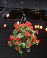 Le bégonia artificiel rouge dans un panier UV de 70 cm présente des bégonias artificiels rouges vifs et des feuilles vertes luxuriantes dans un panier suspendu, parfait pour ajouter de la couleur sous des lumières chaudes à l'intérieur ou à l'extérieur.
