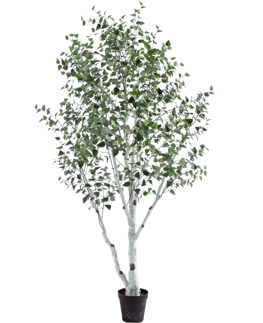 Le Bouleau Artificiel 300 cm est un bouleau artificiel en pot au tronc et aux branches blancs, décoré de petites feuilles vertes, sur un fond uni blanc.