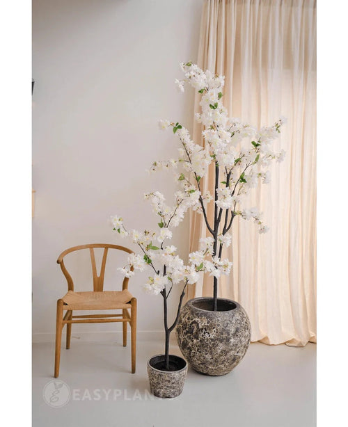 Une pièce minimaliste avec une chaise en bois, des rideaux beiges et deux fleurs de cerisier artificielles de 120 cm blanches avec des fleurs blanches dans un pot - l'une dans un pot gris avec structure et l'autre dans un pot noir.