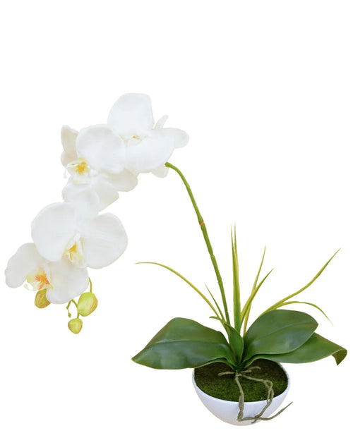 L'Orchidée Artificielle 50 cm blanche en pot présente une orchidée blanche avec de multiples fleurs et bourgeons, des feuilles vertes et de longues tiges, présentée dans un petit pot rond blanc avec de la mousse sur fond blanc uni.
