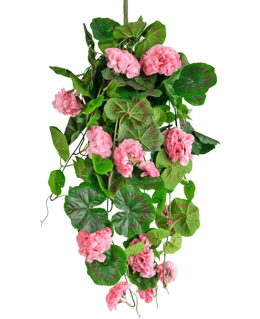 La plante artificielle suspendue Géranium 75 cm rose a des feuilles vertes artificielles et des fleurs de géranium rose qui tombent, parfaites comme décoration suspendue sur un fond blanc.