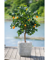 Un oranger artificiel de 120 cm aux fruits mûrs se dresse dans un pot blanc en relief sur une terrasse en bois, surplombant une pièce d'eau brumeuse et un paysage verdoyant à l'extérieur.