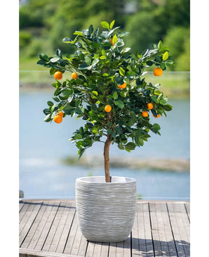 Un oranger artificiel de 120 cm aux fruits mûrs se dresse dans un pot blanc en relief sur une terrasse en bois, surplombant une pièce d'eau brumeuse et un paysage verdoyant à l'extérieur.