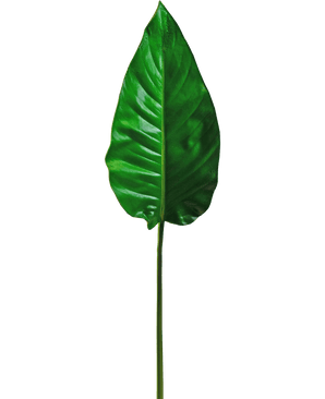 Une seule feuille artificielle d'Alocasia de 76 cm, vert vif avec des nervures proéminentes et une surface lisse, attachée à une tige longue et fine, sur un fond blanc uni.
