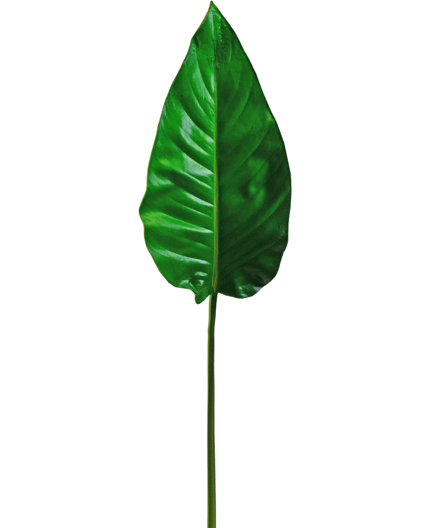 Une seule feuille artificielle d'Alocasia de 76 cm, vert vif avec des nervures proéminentes et une surface lisse, attachée à une tige longue et fine, sur un fond blanc uni.
