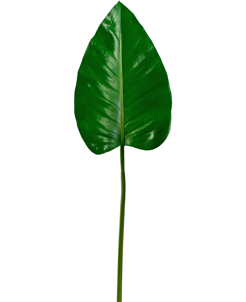 La feuille artificielle Alocasia 78 cm a une grande feuille verte brillante avec un sommet pointu et des nervures proéminentes sur une tige longue et mince, sur un fond blanc uni.