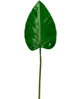 La feuille artificielle Alocasia 78 cm a une grande feuille verte brillante avec un sommet pointu et des nervures proéminentes sur une tige longue et mince, sur un fond blanc uni.
