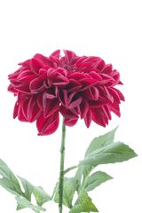 Une fleur artificielle réaliste Dahlia Real Touch Purple, de 72 cm de haut, avec des pétales violets superposés et des feuilles vertes sur une seule tige, sur un fond blanc uni.