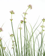Le pot de gazon artificiel poireaux, fleurs et oignons de 120 cm a des tiges vertes hautes et fines avec des bouquets de fleurs rose clair et des feuilles ressemblant à de l'herbe. Cette plante artificielle est ignifuge et est présentée dans un pot élégant pour un aspect naturel.