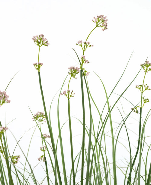 Le pot de gazon artificiel poireaux, fleurs et oignons de 120 cm a des tiges vertes hautes et fines avec des bouquets de fleurs rose clair et des feuilles ressemblant à de l'herbe. Cette plante artificielle est ignifuge et est présentée dans un pot élégant pour un aspect naturel.