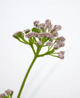 Un gros plan du pot de gazon artificiel, poireaux, fleurs, oignons, 90 cm, ignifuge, montre une tige verte avec des bouquets de petites fleurs rose clair sur un fond blanc uni.