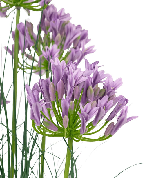Le gazon artificiel violet agapanthe oignon herbe pot 90 cm ignifuge a un bouquet de fleurs d'agapanthe artificielles violettes avec de fines tiges vertes et de fines feuilles sur un fond blanc.