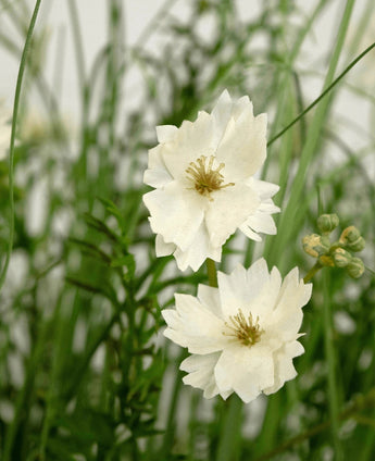 Le pot d'herbe d'oignon de fleur de Gesang blanc de gazon artificiel ignifuge de 90 cm a des fleurs blanches réalistes en couches avec de petits bourgeons, entre l'herbe verte fine et le feuillage pour un look frais et naturel.