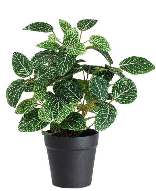 La plante artificielle Fittonia vert-blanc en pot de 25 cm a des feuilles vertes luxuriantes avec des veines blanches frappantes et est présentée dans un simple pot noir, isolé sur un fond blanc.