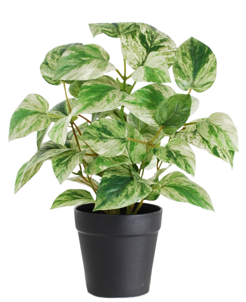 La Plante Artificielle Vigne Dorée en Pot 25 cm a des feuilles colorées vertes et blanches, disposées dans un pot noir élégant et sur un fond blanc.