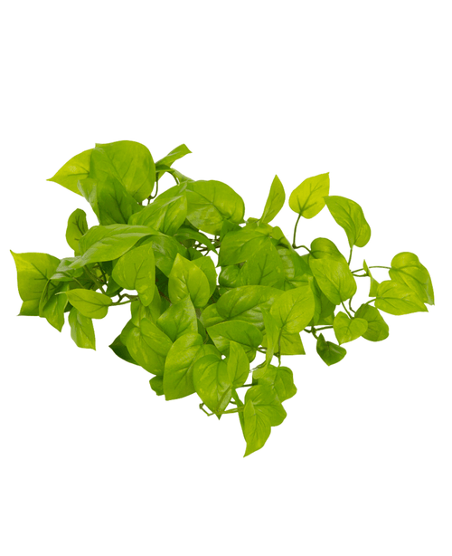 L'arbuste Pothos artificiel Deluxe 60 cm possède une grappe de feuilles vertes vibrantes avec des bords lisses et des pointes pointues, magnifiquement isolées sur un fond blanc.