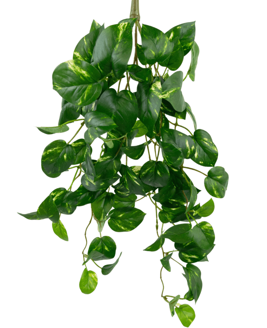 La Vigne dorée suspendue artificielle 60 cm UV est une plante de pothos artificielle suspendue avec des feuilles vertes en forme de cœur et des nuances jaunes, suspendues sur un fond blanc uni.