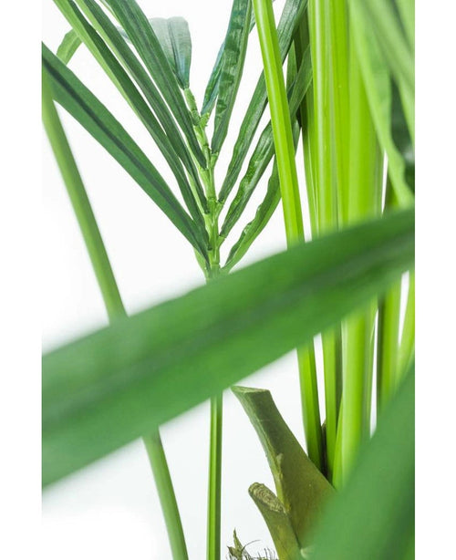 Gros plan des feuilles et des tiges superposées du palmier Kentia artificiel de 165 cm sur un fond blanc brillant, montrant les tons verts vibrants et la texture détaillée des feuilles.