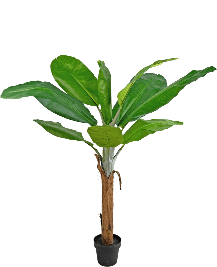 La plante artificielle bananier 150 cm possède de larges feuilles vertes vibrantes et un grand tronc marron, présenté dans un pot sur un fond blanc uni.