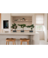 Trois bonsaïs artificiels de 40 cm en pots rectangulaires se dressent sur un îlot de cuisine blanc avec deux tabourets en bois. Des étagères avec assiettes et plantes, une fenêtre et un éclairage tamisé complètent le décor minimaliste.