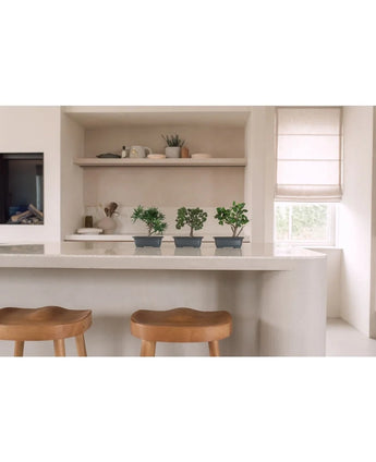 Une cuisine moderne avec un plan de travail blanc, deux tabourets en bois et trois plantes artificielles Bonsaï Podocarpus de 20 cm sur le plan de travail. Au fond, des étagères décorées et une fenêtre avec un store romain.