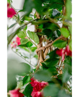 Gros plan de feuilles vertes et de fleurs rouges s'enroulant autour d'une vigne brune torsadée, créant une atmosphère méditerranéenne - idéal pour montrer le bougainvillier artificiel Liana Fuchsia 115 cm avec ses fleurs réalistes au flou artistique.