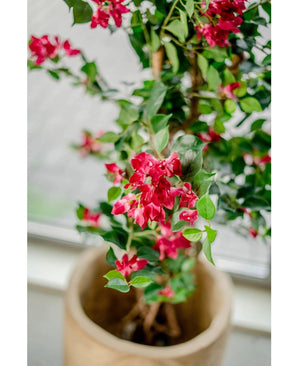 Le Bougainvillier artificiel Liana Fuchsia 115 cm avec des fleurs et des feuilles vertes est magnifique près d'une fenêtre, où la douce lumière rehausse l'atmosphère méditerranéenne de l'intérieur.
