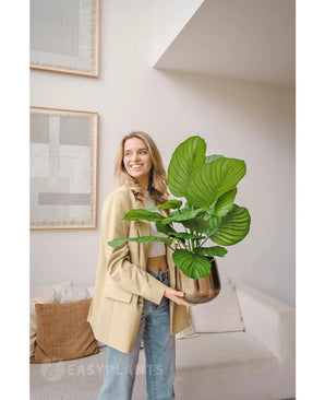 Une femme sourit tout en tenant une grande plante UV artificielle Calathea Fasciata de 70 cm dans un pot ; elle se tient dans un salon moderne avec des meubles beiges et des œuvres d'art murales abstraites.
