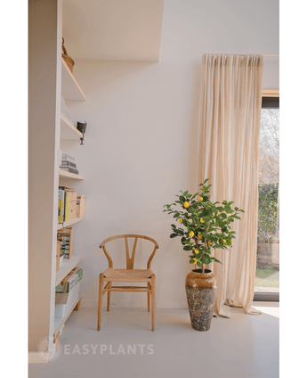 Une chaise en bois se trouve à côté du citronnier artificiel de 90 cm dans un vase en céramique près de la fenêtre avec des rideaux beiges transparents. Un support blanc rempli de livres et de décorations est accroché au mur, tandis que la lumière naturelle remplit l'espace.