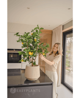 Une femme souriante se tient dans une cuisine moderne et s'occupe du citronnier artificiel de 90 cm avec des citrons mûrs sur un plan de travail noir tandis que la lumière naturelle entre par une grande fenêtre à côté d'elle.