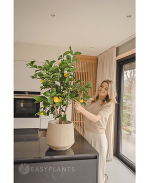 Une femme souriante se tient dans une cuisine moderne et s'occupe du citronnier artificiel de 90 cm avec des citrons mûrs sur un plan de travail noir tandis que la lumière naturelle entre par une grande fenêtre à côté d'elle.