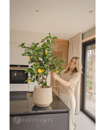 Une femme souriante se tient dans une cuisine moderne et s'occupe du citronnier artificiel de 90 cm avec des citrons mûrs sur un plan de travail noir tandis que la lumière naturelle entre par une grande fenêtre à côté d'elle.