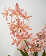 Le Cymbidium artificiel rose 58 cm présente des orchidées rose clair et couleur pêche avec des tiges et des feuilles vertes sur un fond blanc uni.