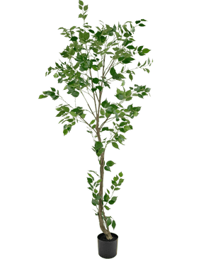 La plante artificielle Ficus 210 cm est un grand arbre artificiel avec plusieurs branches fines et des feuilles vertes luxuriantes dans un petit pot noir, sur un fond blanc uni.