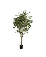 La plante artificielle Ficus Exotica 165 cm présente des feuilles colorées vertes et blanches sur plusieurs branches fines dans un simple pot noir, sur un fond blanc uni.