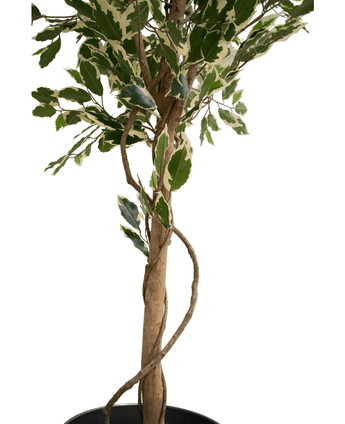 La plante artificielle Ficus Exotica 165 cm possède un tronc élancé et torsadé et des feuilles colorées vertes et blanches sur un fond blanc.