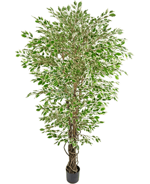 La Plante Artificielle Ficus Hawaïen Liana 180 cm est un grand arbre artificiel aux feuilles colorées vertes et blanches dans un pot noir, sur un fond blanc uni.