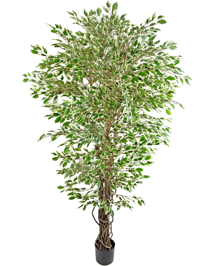 La Plante Artificielle Ficus Hawaïen Liana 180 cm est un grand arbre artificiel aux feuilles colorées vertes et blanches dans un pot noir, sur un fond blanc uni.