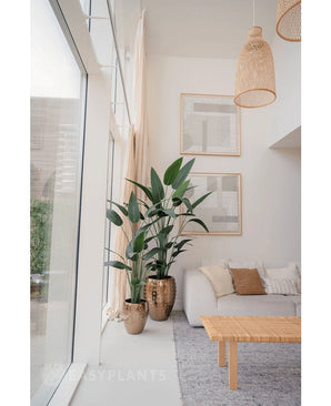 Un salon lumineux et moderne avec de grandes fenêtres, des meubles aux tons neutres, deux plantes artificielles Heliconia de 180 cm dans des pots texturés dorés, une table basse tressée, une décoration murale minimaliste et une lumière naturelle qui remplit l'espace.