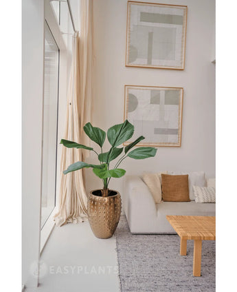 Une plante artificielle Lucuala Grandis de 120 cm dans un pot moderne se trouve à côté d'un canapé blanc avec des coussins beiges dans un salon lumineux et minimaliste. Des œuvres d'art abstraites sont suspendues au-dessus et la lumière du soleil pénètre à travers les hautes fenêtres.
