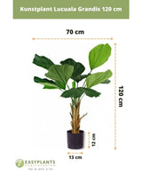 La plante artificielle Lucuala Grandis 120 cm, avec des feuilles vertes en forme d'éventail et des tiges brunes dans un pot noir (13x12 cm), mesure 120 cm de haut et 70 cm de large - idéale pour les espaces élégants ou à combiner avec des pots décoratifs.