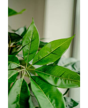 Gros plan de quelques feuilles vert vif et brillantes avec des nervures visibles sur la plante artificielle Schefflera 150 cm, sur un fond flou près d'une fenêtre.