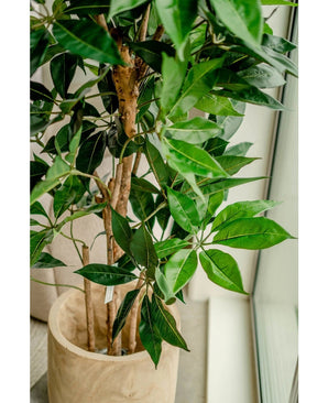 Un gros plan de la plante artificielle Schefflera de 150 cm aux larges feuilles vertes dans un pot en bois clair, placée près d'une fenêtre avec une lumière naturelle qui accentue les feuilles luxuriantes.