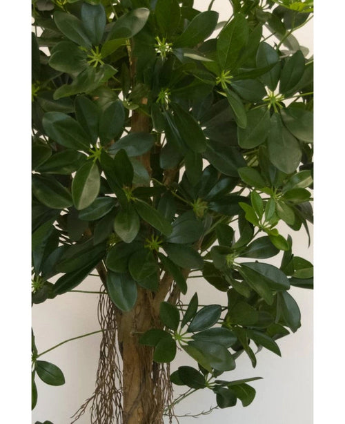 Gros plan de la plante artificielle Schefflera à petites feuilles de 150 cm avec de larges feuilles vertes brillantes et de petits bourgeons en forme d'étoile, ainsi qu'une tige brune et des racines pendantes - idéale pour des pots décoratifs élégants sur n'importe quel fond neutre.