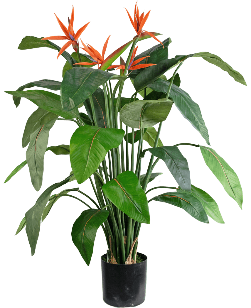 La plante artificielle Strelitzia 120 cm est un oiseau de paradis artificiel en pot avec de grandes feuilles vertes et plusieurs fleurs orange ressemblant à des grues qui dépassent au-dessus du feuillage.