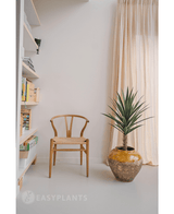 Une plante artificielle de yucca de 100 cm UV avec des feuilles vertes épineuses se trouve à côté d'une chaise en bois dans une pièce lumineuse et minimaliste avec des rideaux lumineux près de la fenêtre et des étagères sur la gauche.