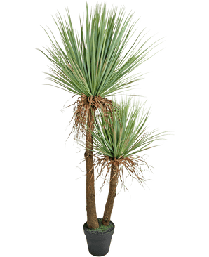 La plante artificielle Yucca Deluxe de 153 cm a deux grands troncs bruns avec une texture et des grappes de longues feuilles vertes pointues et quelques feuilles inférieures séchées sur un fond blanc.