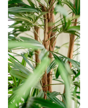 Gros plan du Lady Palm artificiel de 210 cm, avec ses longues feuilles vertes étroites et ses tiges brunes duveteuses sur un fond clair et légèrement vague.